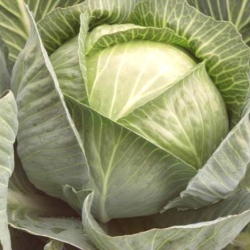 Kapusta Rinda f1 2500 nasion st